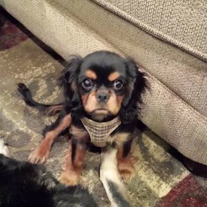 Meet your Posher, Susan